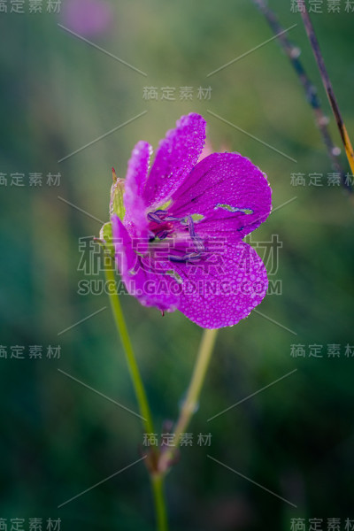 野花