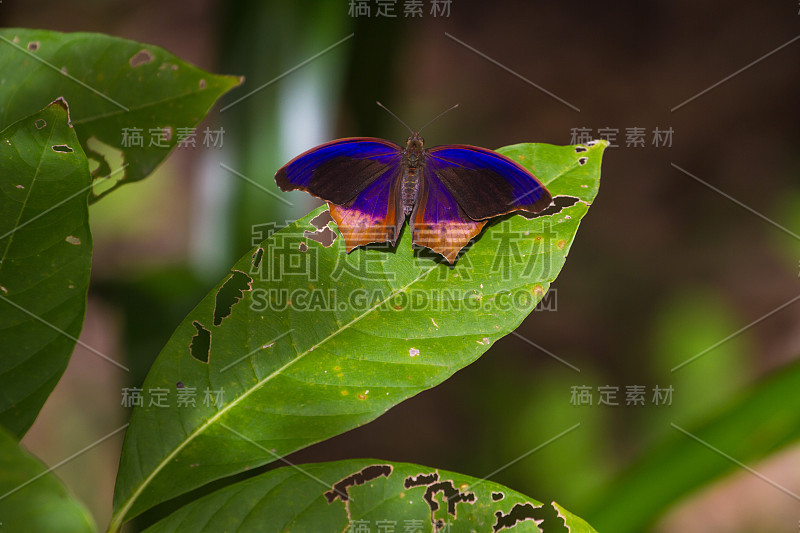 蝴蝶，皇家亚述(Terinos terpander)