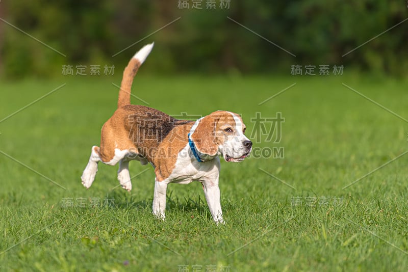 可爱的小猎犬在绿色草地上奔跑