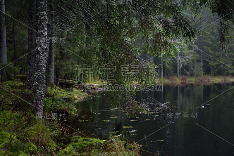 森林湖全景。冷杉和松树，苔藓和蕨类植物特写。多雨的秋天的一天。芬兰