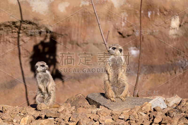 猫鼬或suricate