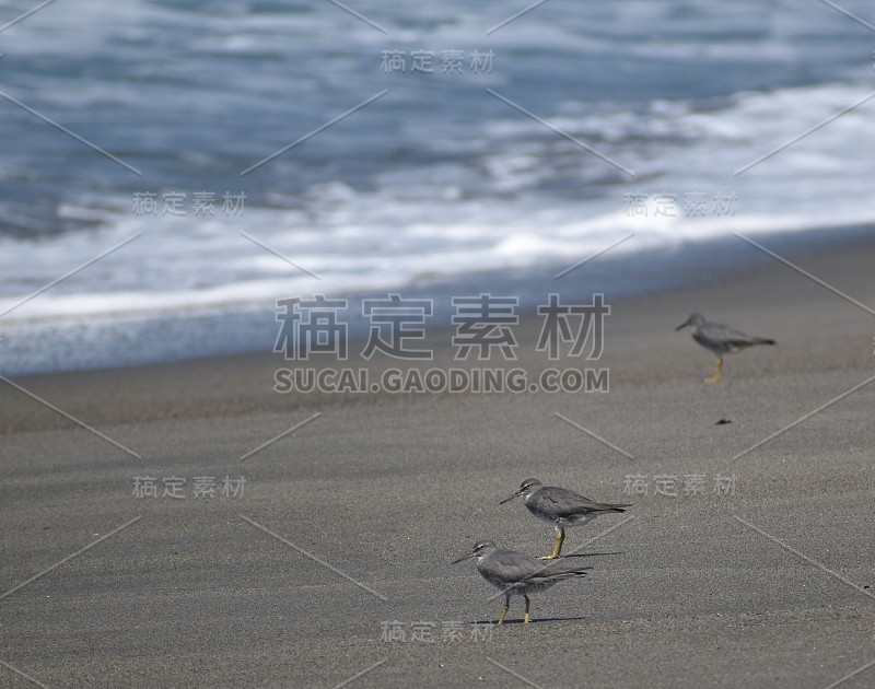 在斐济的一个偏远的海滩上，一群流浪的tattlers (Tringa印加那人)在观看海浪