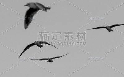 四只黑头海鸥在湛蓝的天空中飞翔