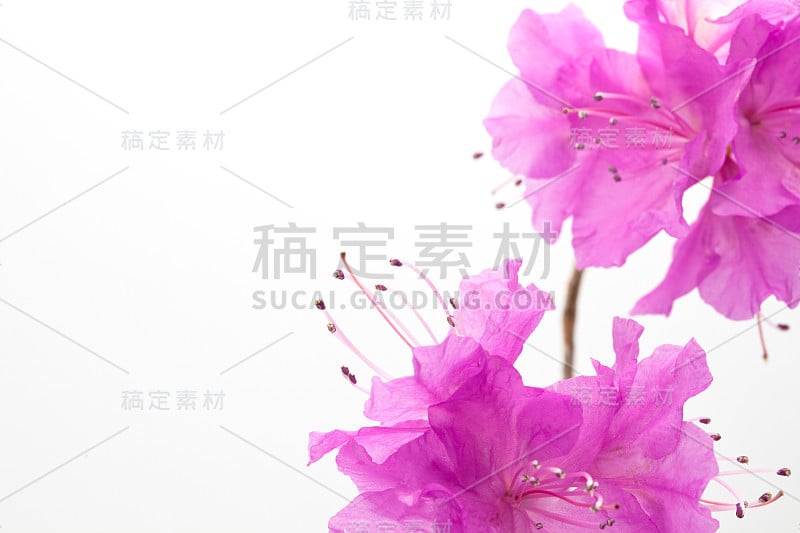 皇家杜鹃花的雄蕊