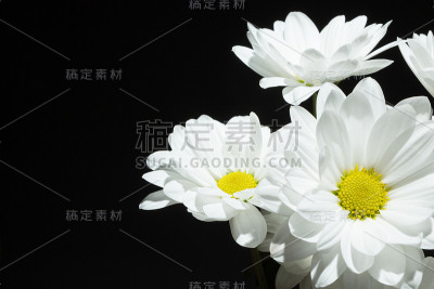 白色菊花的花。