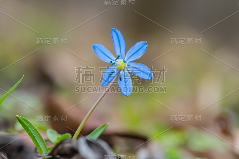 特写蓝色雪花锡拉花在森林，春天户外的背景