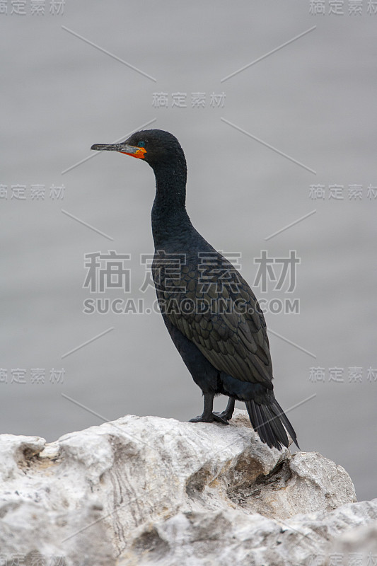 成年角鸬鹚(Phalacrocorax capensis)