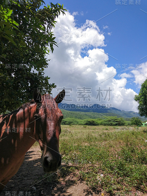 那匹马