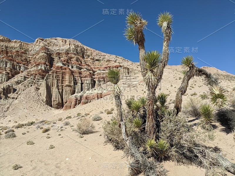 加州红岩峡谷州立公园的仙人掌