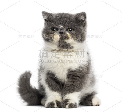 异国情调短毛小猫(3个月大)