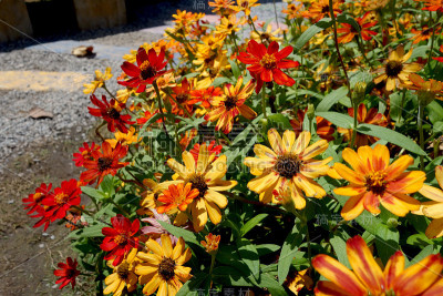 Zinnia花