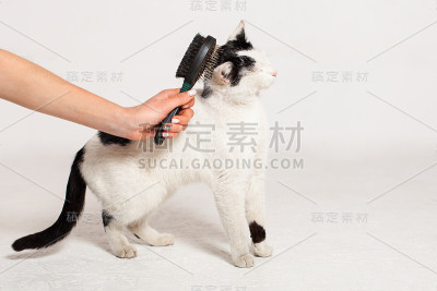 在白色的背景上梳理、抓挠一只黑白相间的猫