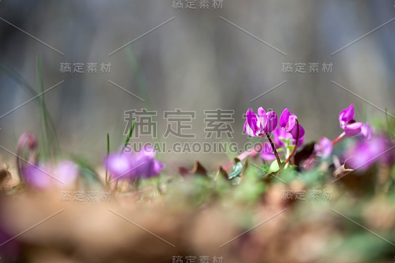 这是春天森林里粉红色仙客来盛开的特写。报春花。仙客来(常青藤仙客来)