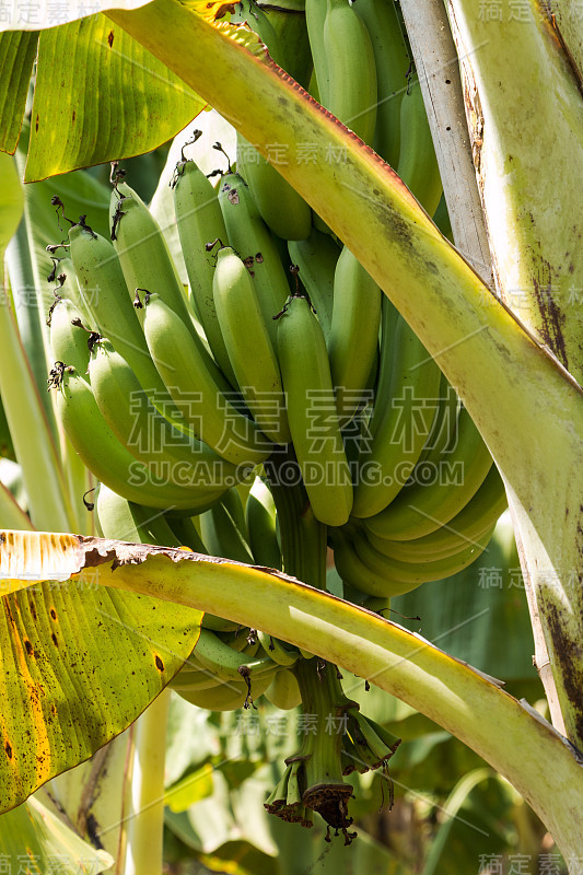 香蕉树