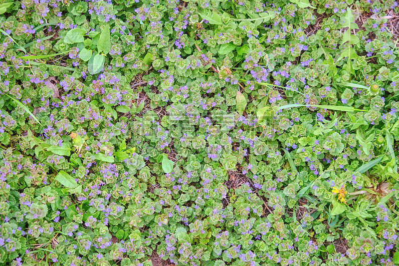 山扁桃(Ajuga reptans)是一种多年生草本植物，属山扁桃科(唇形科)。广泛分布于欧洲。