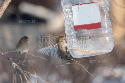 鸟食
