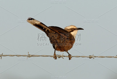 Grey-crowned胡说之人