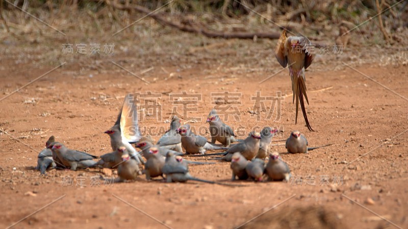 红着脸mousebirds