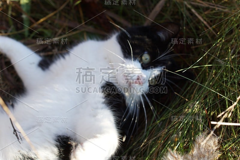 阳光下的猫咪