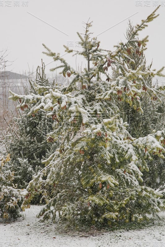 常青树被雪覆盖