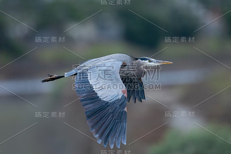 大蓝鹭在北加州的野外飞行