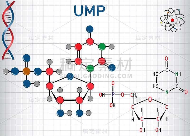 尿苷单磷酸(UMP)核苷酸分子，RNA中的单体。结构化学式和分子模型。笼子里的一张纸