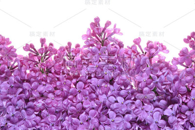 紫丁香花