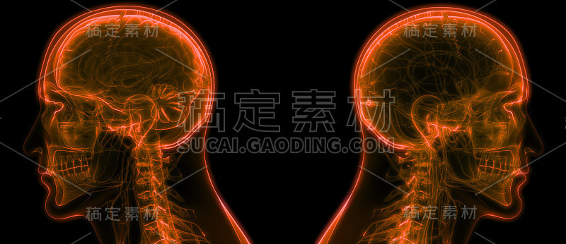 人脑神经系统的中枢器官
