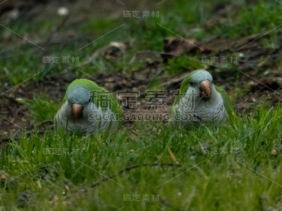 草地上的鹦鹉