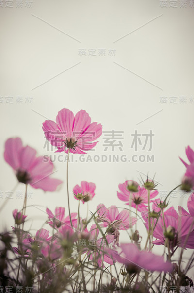 美丽的花边