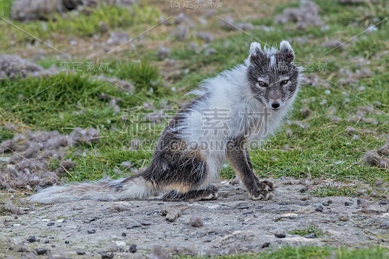 北极狐(Vulpes lagopus)，也被称为白狐、极地狐或雪狐，是一种原产于北半球北极地区的小狐