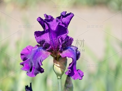 多色的虹膜