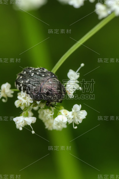 甲虫Cetonia。夏天。