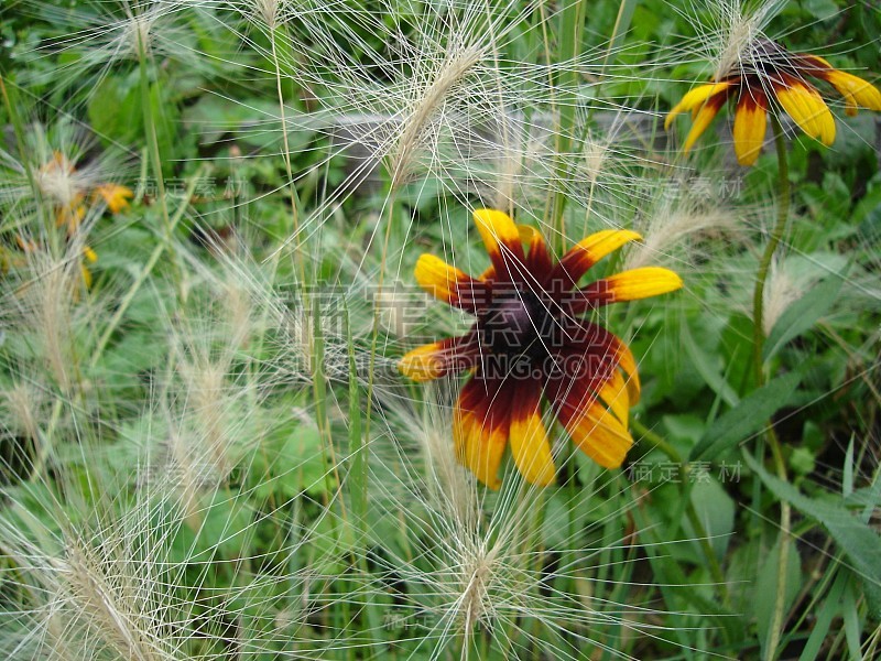 美丽娇艳、色彩鲜艳的花朵盛开着