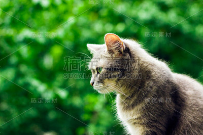 可爱的灰色猫的侧面