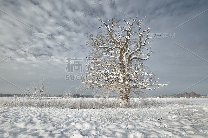 冰雪覆盖的森林和乡村地区的冬季仙境。拉脱维亚