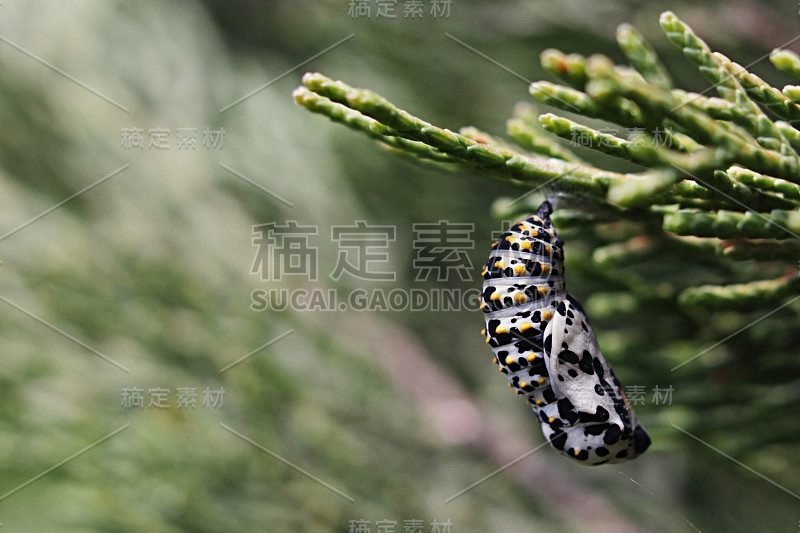 凤蝶科蝴蝶的蝶蛹，挂在地中海柏树永久柏树的分支上