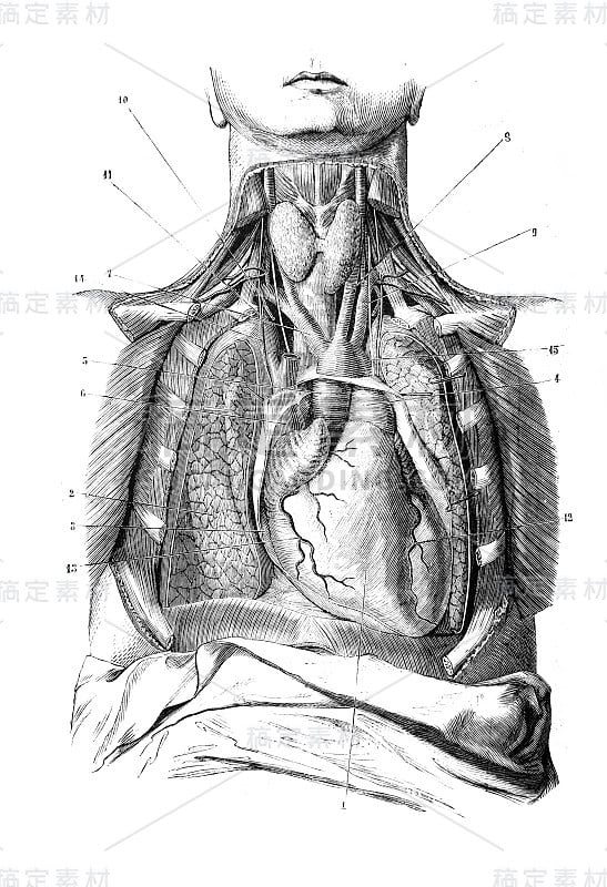 《外科解剖学》旧书中的纵隔区域，作者B. Anger, 1869年，巴黎