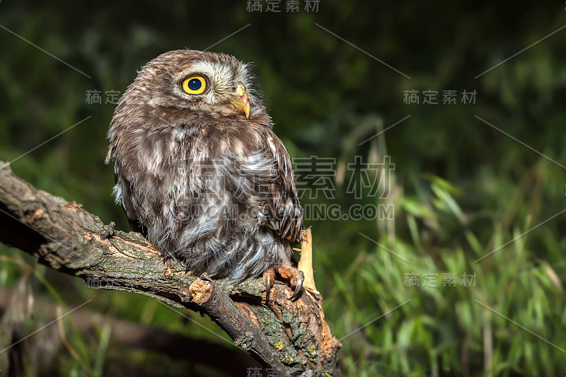 小猫头鹰或雅典娜夜蛾栖息在树枝上