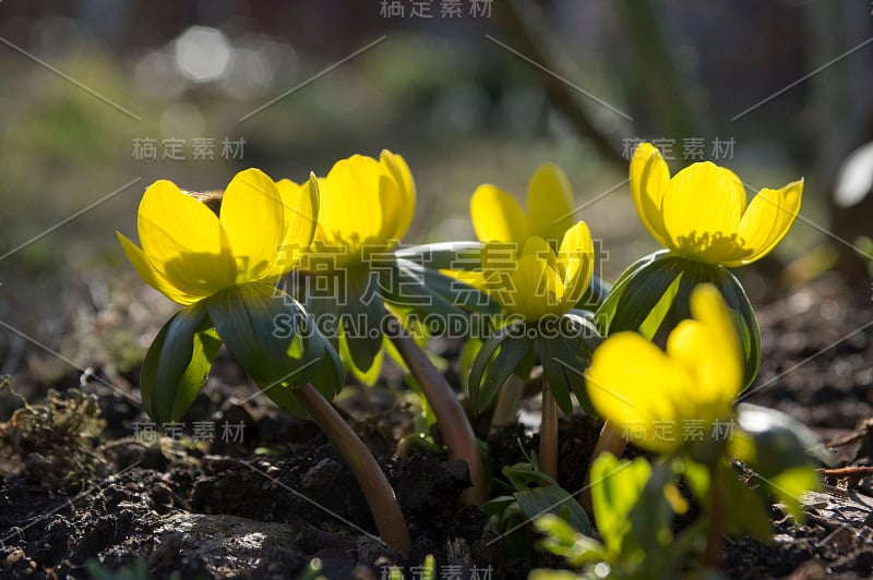 蛇尾草，早春开花，冬附子背光