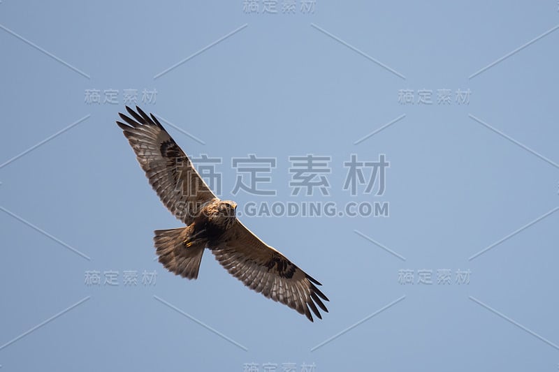 美丽的粗腿鹰或秃鹰(Buteo lagopus)