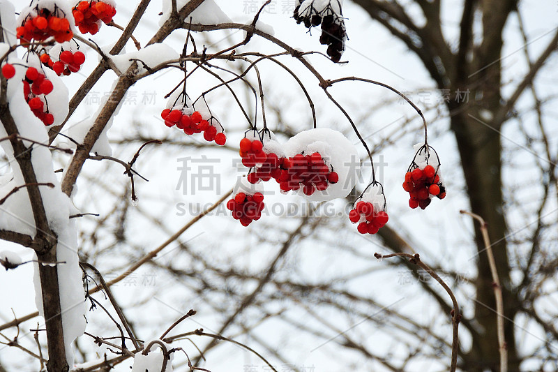 冬天，成熟的荚蒾挂在雪地下的树枝上