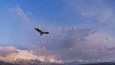 冬天，鹰带着云在山上飞翔
