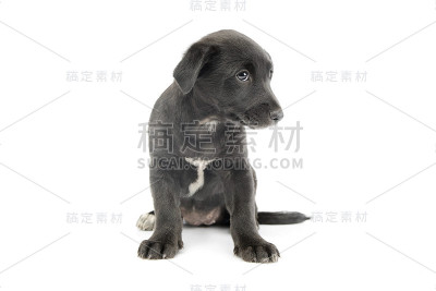 这是一只可爱的混血小狗的摄影