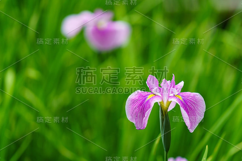 日本鸢尾花在绿色的背景