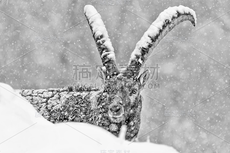 暴风雪下的阿尔卑斯山之王(卡普拉山羊)