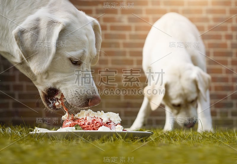 两只年轻的拉布拉多猎犬幼犬一起在花园里吃着盘子里的肉