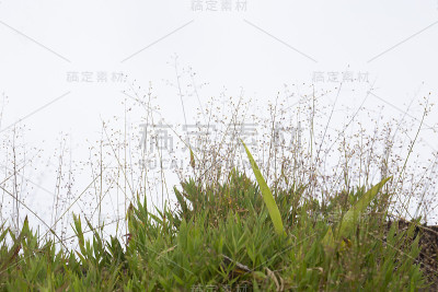 草孤立在白色背景上。剪切路径。