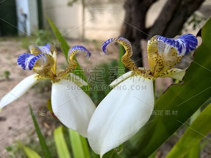 巴西新马利卡假丝酵母花在花园里