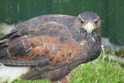 Steinadler,金鹰